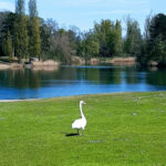 StrandBad Frankenthal im Parkbetrieb (Schwimmbecken und Weiher geschlossen!) – Frankenthal