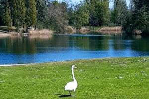 StrandBad Frankenthal im Parkbetrieb (Schwimmbecken und Weiher geschlossen!) – Frankenthal